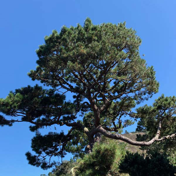Tree Maintenance in Monterey CA