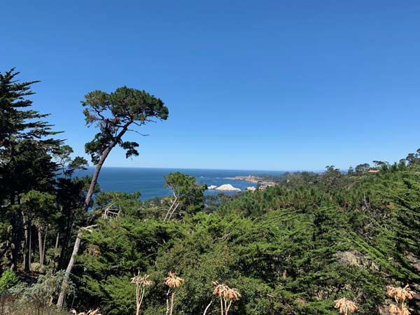 Tree Service in Monterey CA