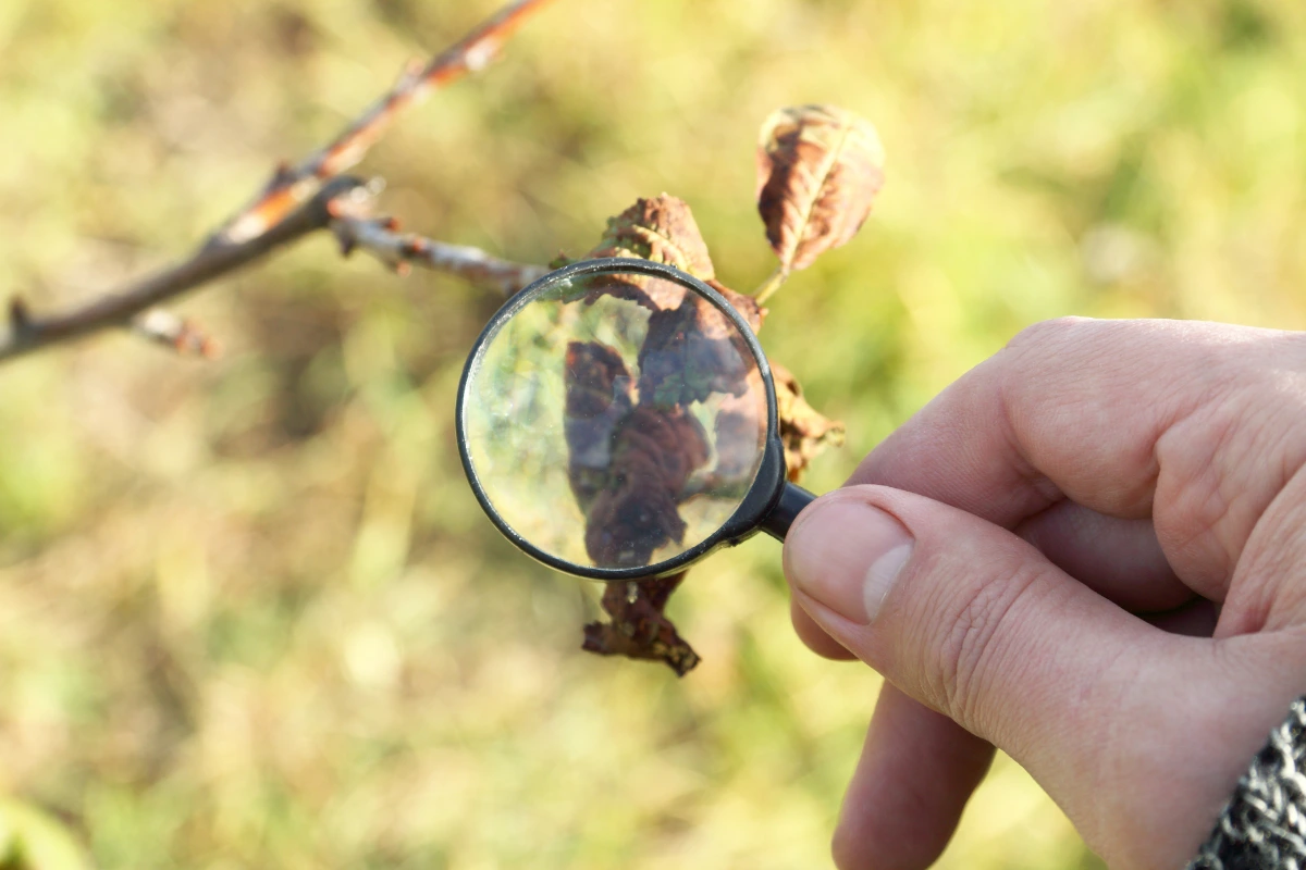 tree-disease-Salinas-Monterey-Bay-California tree-disease-Salinas-Monterey-Bay-California