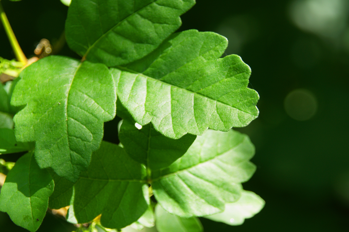 Poison Oak abatement weed removal California Central Coast