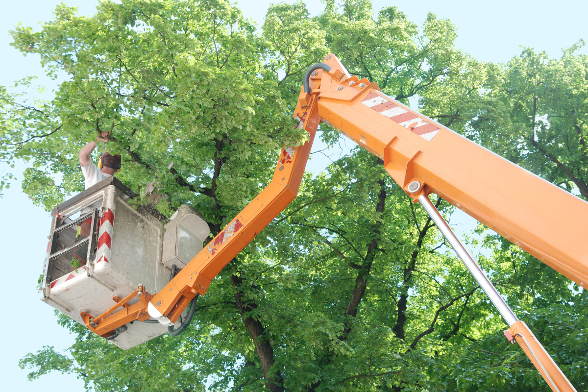 Commercial Tree Maintenance Salinas CA